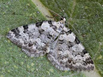 Pareulype casearia Const. adulte - �Lionel Taurand