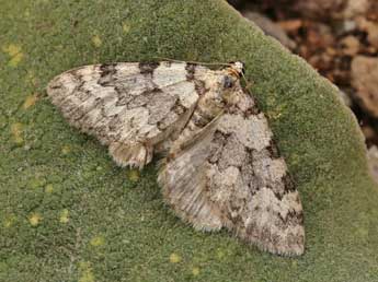 Pareulype casearia Const. adulte - �Lionel Taurand