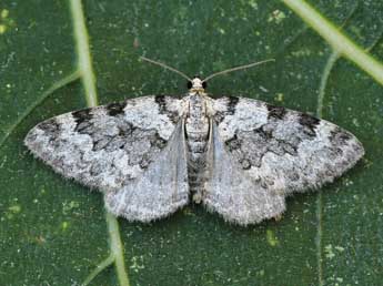 Pareulype casearia Const. adulte - �Lionel Taurand