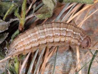  Chenille de Erebia arvernensis Obth. - �Wolfgang Wagner, www.pyrgus.de