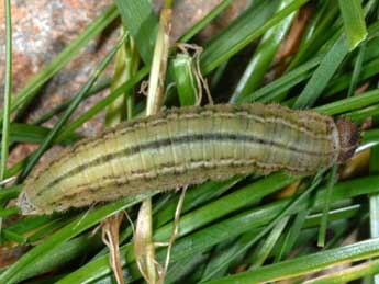  Chenille de Erebia arvernensis Obth. - �Wolfgang Wagner, www.pyrgus.de