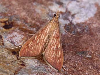 Antigastra catalaunalis Dup. adulte - �Lionel Taurand