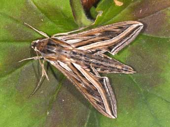 Hippotion celerio L. adulte - �Philippe Mothiron