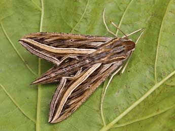 Hippotion celerio L. adulte - �Lionel Taurand