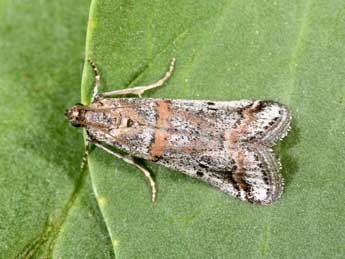 Acrobasis centunculella Mann adulte - �Philippe Mothiron
