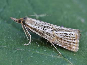 Thisanotia chrysonuchella Scop. adulte - �Lionel Taurand