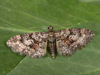 Eupithecia cocciferata Mill. adulte - �Philippe Mothiron