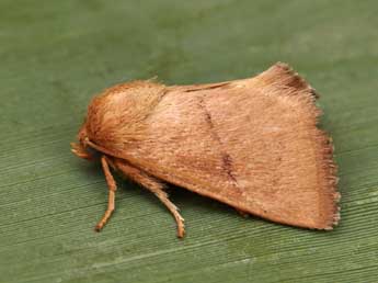 Hoyosia codeti Obth. adulte - �Lionel Taurand