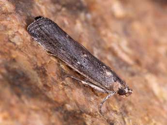 Melathrix coenulentella Z. adulte - �Lionel Taurand