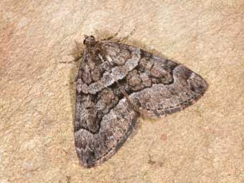 Thera cognata Thnbg adulte - �Philippe Mothiron