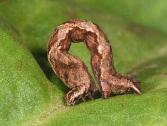  Chenille de Timandra comae Schmidt - �Philippe Mothiron