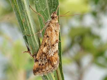 Tegostoma comparalis Hb. adulte - �Friedmar Graf