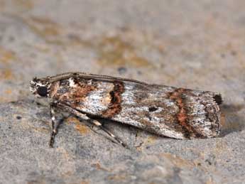 Pempelia compositella Tr. adulte - �Philippe Mothiron
