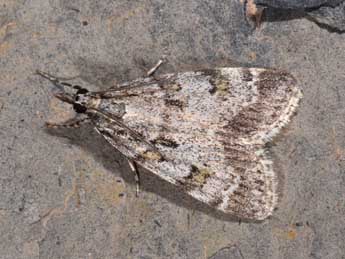 Scoparia conicella Lah. adulte - �Philippe Mothiron