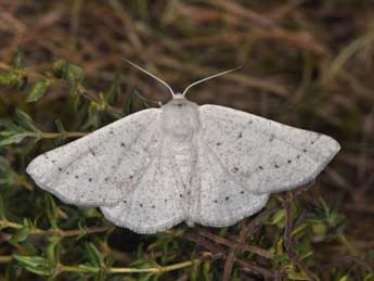 Dyscia conspersaria D. & S. adulte - �Philippe Mothiron