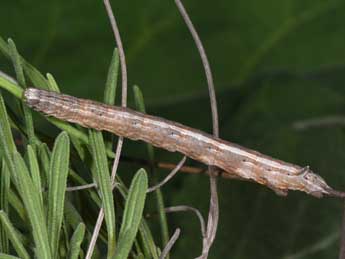  Chenille de Dyscia conspersaria D. & S. - �Philippe Mothiron