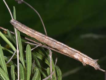  Chenille de Dyscia conspersaria D. & S. - �Philippe Mothiron