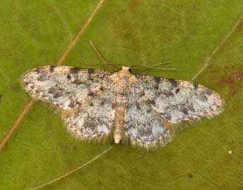 Idaea contiguaria Hb. adulte - �Philippe Mothiron