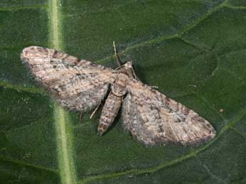 Eupithecia cooptata Dietze adulte - �Philippe Mothiron