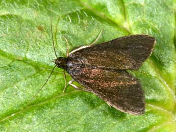 Pyrausta coracinalis Lrt adulte - �Philippe Mothiron