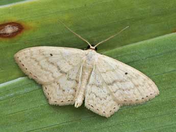 Scopula corrivalaria Kretsch. adulte - �Lionel Taurand