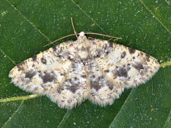 Charissa corsica Obth. adulte - �Lionel Taurand