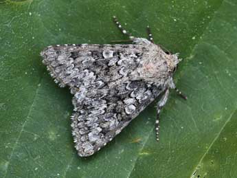 Hecatera corsica Rbr adulte - �Lionel Taurand