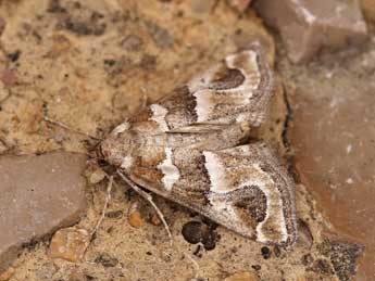 Hypotia corticalis D. & S. adulte - �Lionel Taurand