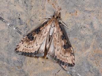 Udea costalis Ev. adulte - �Philippe Mothiron