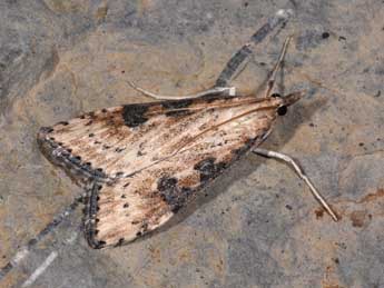 Udea costalis Ev. adulte - �Philippe Mothiron