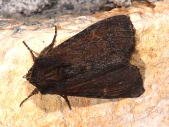 Apamea crenata Hfn. adulte - �Philippe Mothiron