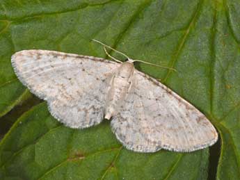 Eupithecia cretaceata Packard adulte - �Philippe Mothiron