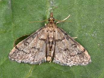 Metasia cuencalis Rag. adulte - �Philippe Mothiron