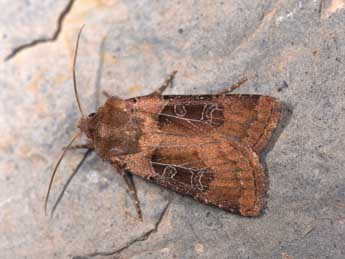 Chersotis cuprea D. & S. adulte - �Philippe Mothiron