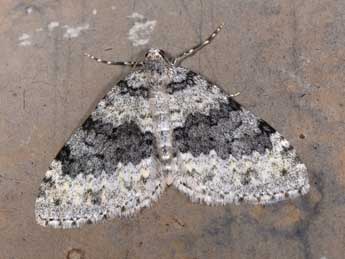 Entephria cyanata Hb. adulte - �Philippe Mothiron