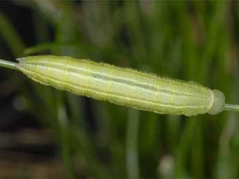  Chenille de Coenonympha cephalidarwiniana Vty - �Wolfgang Wagner, www.pyrgus.de