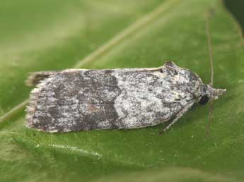 Nycteola degenerana Hb. adulte - �Philippe Mothiron