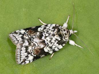 Nycteola degenerana Hb. adulte - �Philippe Mothiron