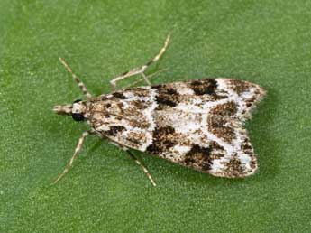 Eudonia delunella Stt. adulte - �Philippe Mothiron