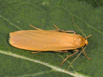 Katha depressa Esp. adulte - �Philippe Mothiron