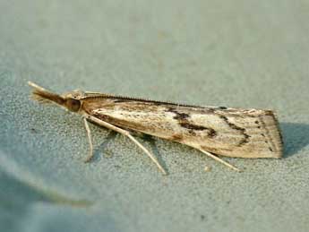 Pediasia desertellus Led. adulte - �Friedmar Graf