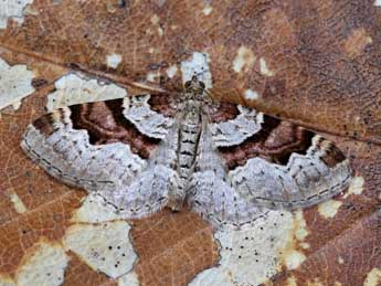 Xanthorhoe designata Hfn. adulte - �Lionel Taurand