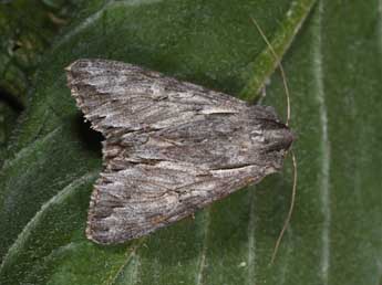 Auchmis detersa Esp. adulte - �Philippe Mothiron