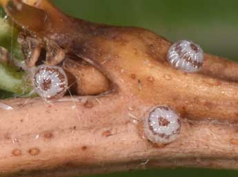  Oeuf de Auchmis detersa Esp. - �Philippe Mothiron