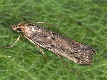 Isauria dilucidella Dup. adulte - �Philippe Mothiron