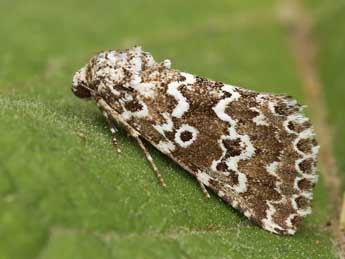 Alvaradoia disjecta Rothsch. adulte - �Lionel Taurand