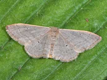 Idaea distinctaria Bsdv. adulte - �Philippe Mothiron