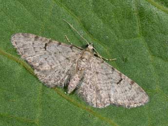 Eupithecia distinctaria H.-S. adulte - �Philippe Mothiron