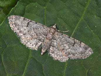 Eupithecia distinctaria H.-S. adulte - �Philippe Mothiron