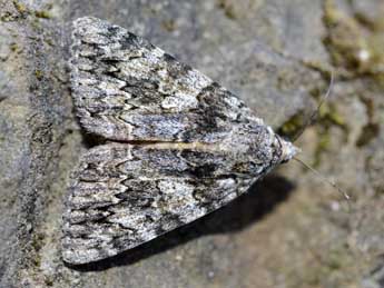 Catocala diversa Gey. adulte - �Jean Haxaire